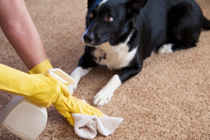 Cleaning Pet Stain Carpet